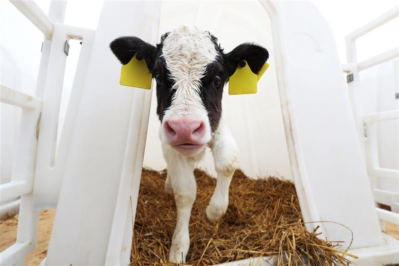 A Small Calf Grows on a Farm. Milk Production