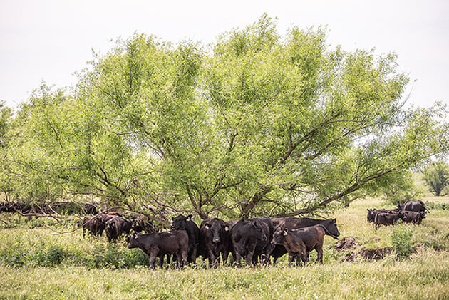 Beef Photo 4