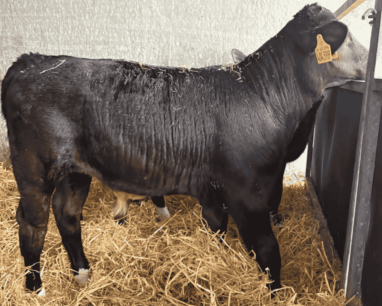BxD Calf