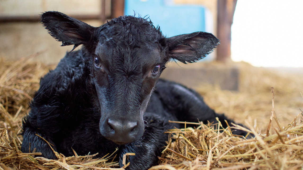 Beef x Dairy
