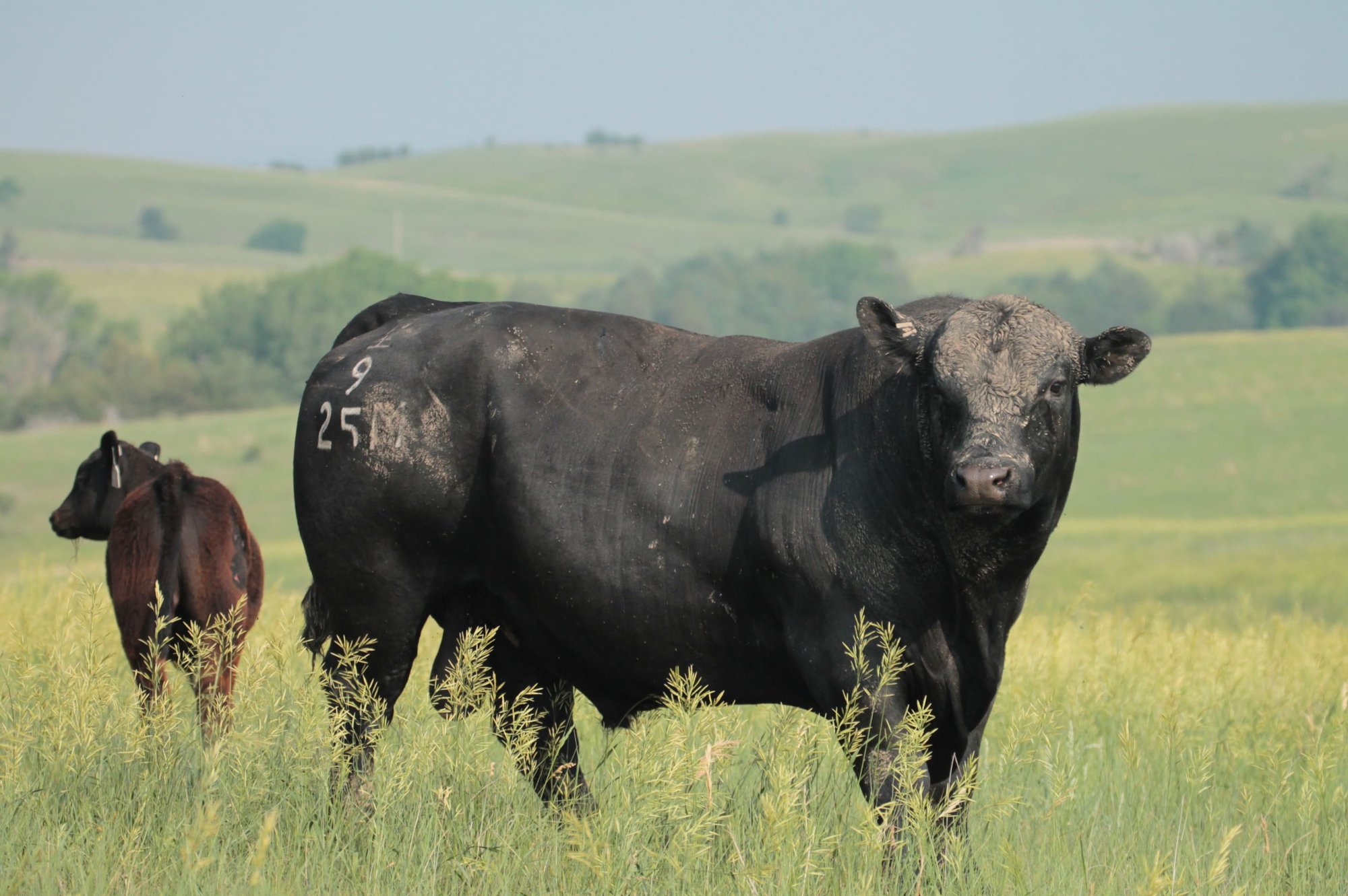 Beef x Dairy Sire - compressed