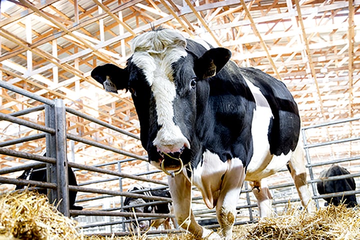 Dairy Bull Photo