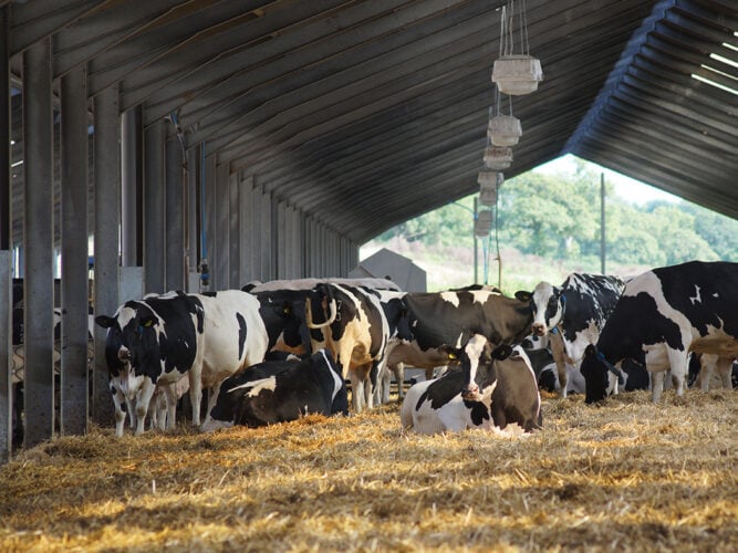 4 Things You Need to Know About Sire Fertility Evaluations
