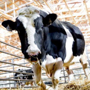 holstein bull