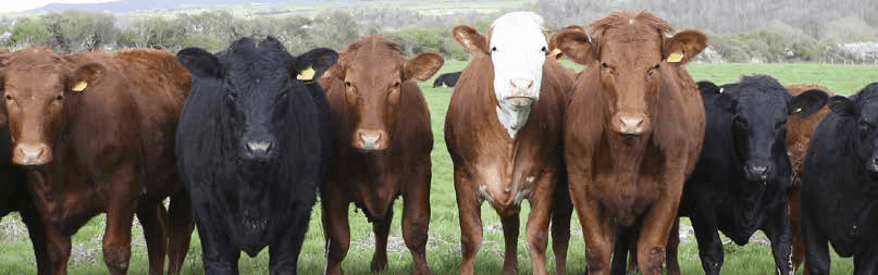 Different breeds of beef cattle standing in line looking at the camera