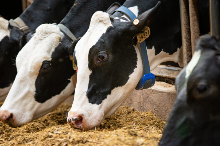 holstein cows in the transition cow pen eating at the feed bunk